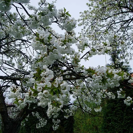 Apartment Am Walde Buxtehude